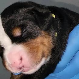 Yellow Boy Peanut - Bernese Mountain Dog puppy in Las Vegas, Nevada from Rogarci Berners Ranch