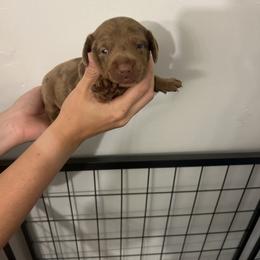 Dachshund Puppies from Burnett’s Dachshunds