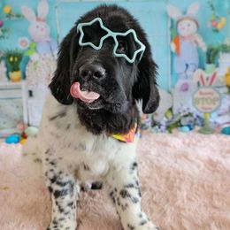 Boy 5 - White and black Newfoundland puppy in Brownstown, Michigan from Persephone's Fabled Tails
