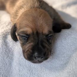 Romeo - Sable male Dachshund puppy in Waddell, Arizona from The Bearded Companions