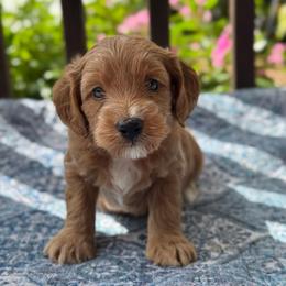 Wallen - Red  male Goldendoodle puppy in Wharton, Texas from Little Fur Friends
