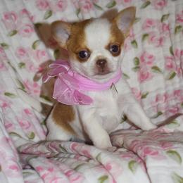 Rani - Chocolate and white female Chihuahua puppy in Gloucester, Virginia from Charlotte's Web of Chihuahuas