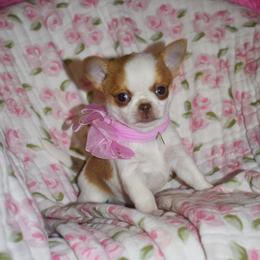 Rani - Chocolate and white female Chihuahua puppy in Gloucester, Virginia from Charlotte's Web of Chihuahuas