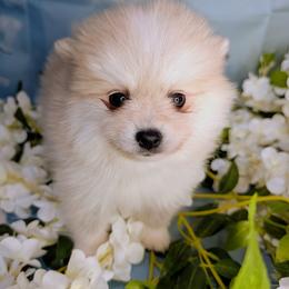 Elsie-2000 - White female Pomsky puppy in Spring Hill, Florida from www.PuppyTimeEmporium.com
