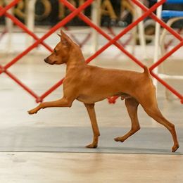 Miniature Pinscher All Grown Up from Copperspur kennel
