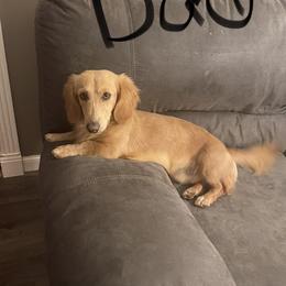 Bumble - Dachshund