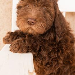 Aussiedoodle and Goldendoodle Puppies from Ever After Doodles Arizona