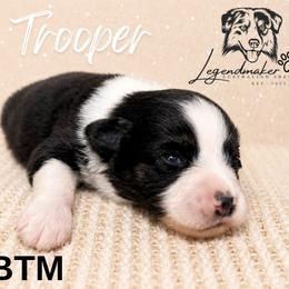 Trooper - Black tri male Miniature American Shepherd puppy in Leitchfield, Kentucky from Legendmaker MAS