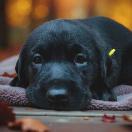 Princess Buttercup - Yellow Collar - Black female Labrador Retriever puppy in Cocoa, Florida from Harrison's Lakeside Labradors LLC