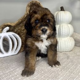 Girl 5 - Tri-color female Bernedoodle puppy in Russiaville, Indiana from Pleasant Creek Minibernedoodles