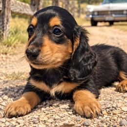 Boss Hogg - Black and tan male Dachshund puppy in Crystal River, Florida from DachGen
