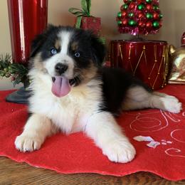 Australian Shepherd Puppies from Spectacular Aussies