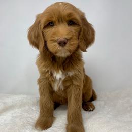 Maylene - Red  female Goldendoodle puppy in Calhoun, Georgia from FamilyLoved Doodles