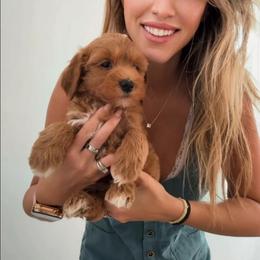 Male 1 - Red  male Goldendoodle puppy in Clarksville, Tennessee from Tennessee Goldendoodles, since 2014
