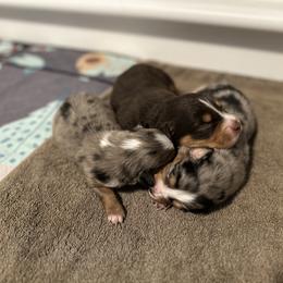 Australian Shepherd Puppies from Frozen Nort Aussies
