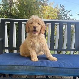 Boy 2 - Apricot male Double Doodle puppy in Jonesborough, Tennessee from Dry Creek Siberians