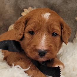 Marina - Red  male Goldendoodle puppy in Warrior, Alabama from Elite Goldendoodles and Bernedoodles