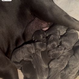 Cane Corso Mastiff - Gray male Cane Corso puppy in Union City, California from Busch Kennels LLC