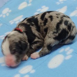 Ruger-Red - Blue merle male Bernedoodle puppy in Delphos, Ohio from Route 66 Poodles & Doodles, Sapphire Shih-tzu's of Ohio