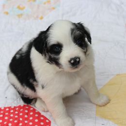 Missoula - Blue merle Australian Shepherd puppy in Noxon, Montana from MITIN Aussies AKC Standard Australian Shepherds