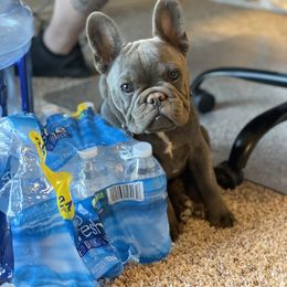 French Bulldog Puppies from Roughneck Frenchies