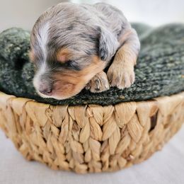 Bernedoodle Puppies from Whispering Aspen Homestead