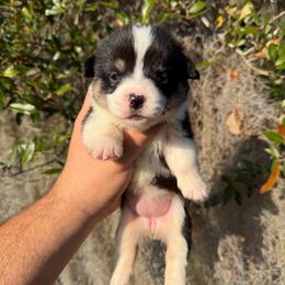 Dahlia (Financing Available) - Black and tan female American Corgi puppy in Inverness, Florida from Canaan Farm Corgis