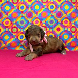 Pink - Brown female Poodle puppy in Houma, Louisiana from Smart Azz Poodles