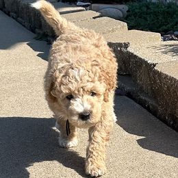 Assorted Doodle Crosses and Aussiedoodle Puppies from Parrish Precious Ones Missouri