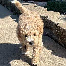 Assorted Doodle Crosses and Aussiedoodle Puppies from Parrish Precious Ones Missouri