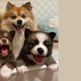 Pomskies from Finger Lakes Pomskies