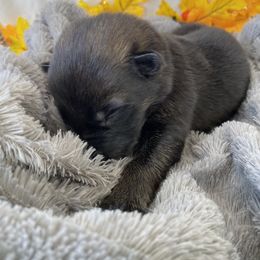 German Shepherd Puppies from Faithful Heart German Shepherds