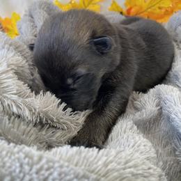 German Shepherd Puppies from Faithful Heart German Shepherds