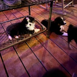 Toy Australian Shepherd Puppies from Honeybee Haven's Toy Aussies
