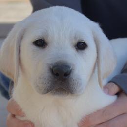 Champion Dad Jessie - Yellow female Labrador Retriever puppy in Spring Creek, Nevada from Badland Kennel