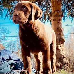 Labrador Retriever Puppies from Labrador emPAWrium