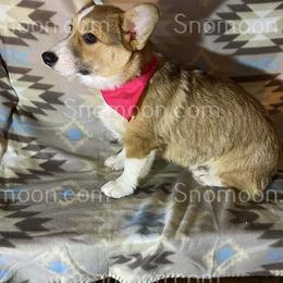 Red Collar - Red male Miniature Pinscher puppy in Eaton, New York from Snomoon Miniature Pinschers  & Pembroke Welsh Corgi