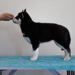 "Past puppy (Jigs X Naava)" Siberian Husky Puppies from Ivie Huskies