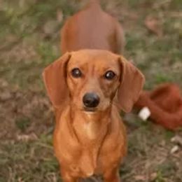 Zoe - Dachshund