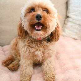 Winnie - Cavapoo
