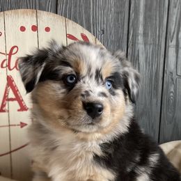 Australian Shepherds and Miniature Australian Shepherds from Hagan Farm