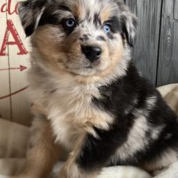 Australian Shepherds and Miniature Australian Shepherds from Hagan Farm