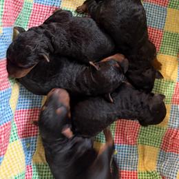 Gemma - Black and tan female Welsh Terrier puppy in Park Rapids, Minnesota from Peggy’s Terriers