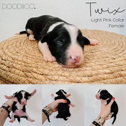 Sheepadoodle Puppies from DOOD and Co