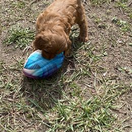 Aussiedoodle, Double Doodle, Goldendoodle, and Labradoodle Puppies from Doodle Paw Ranch
