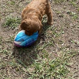 Aussiedoodle, Double Doodle, Goldendoodle, and Labradoodle Puppies from Doodle Paw Ranch