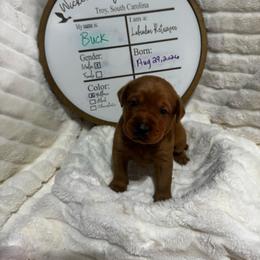Buck - green collar - Yellow male Labrador Retriever puppy in Troy, South Carolina from Wicked Flyer Retrievers
