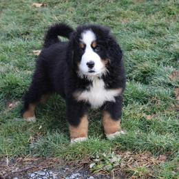 Lucy - Black rust and white female Bernese Mountain Dog puppy in Walnut Creek, Ohio from Emerald Acres Bernese