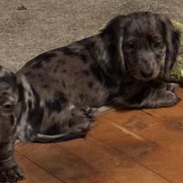 Chico - Dapple male Dachshund puppy in Great Falls, Montana from Dawn's designerDachshunds