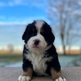 Danni - Black rust and white Bernese Mountain Dog puppy in New Haven, Indiana from Milan Berners